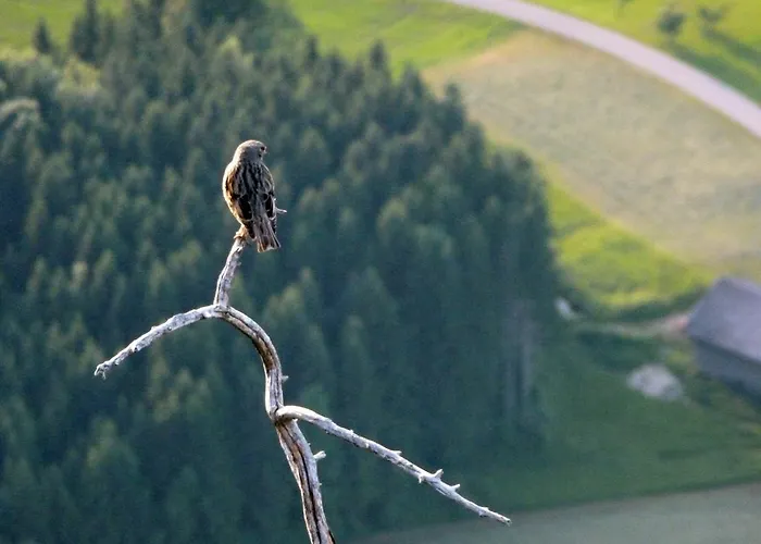 Kaltenleitner Apartment Weissenkirchen im Attergau