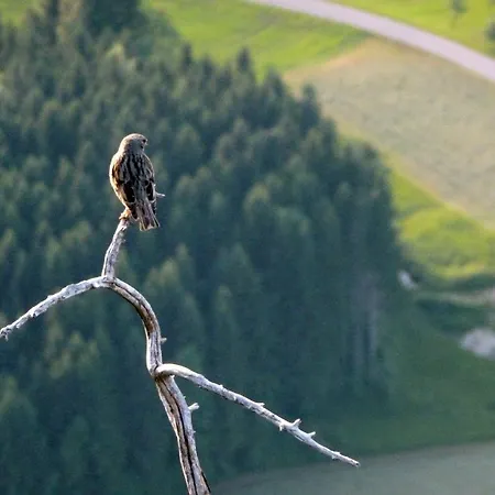 Kaltenleitner Apartman Weissenkirchen im Attergau